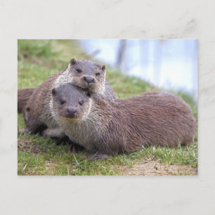 Otterly in Love Postcard