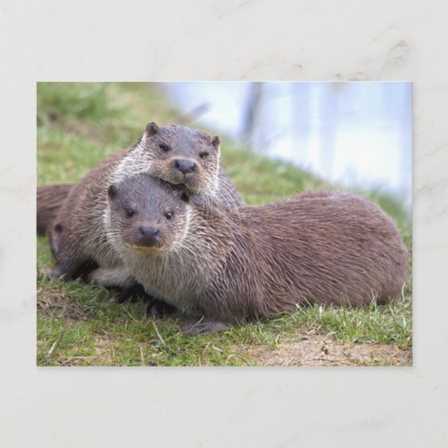 Otterly in Love Postcard (Front)