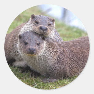 Otterly in Love Sticker