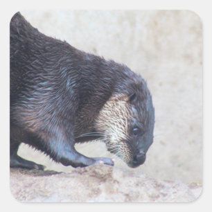 Otterly sleek square sticker