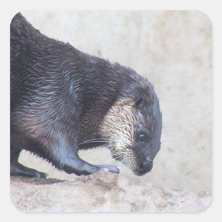Otterly sleek square sticker