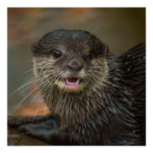 Otterly Surprised Poster
