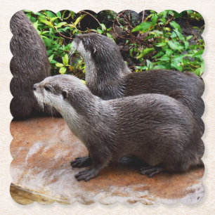 Otterly To Cute, Otters, Paper Coaster