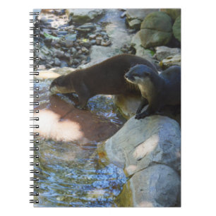 Otters Boire, Carnet