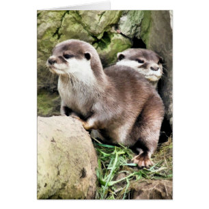 OTTERS CARD