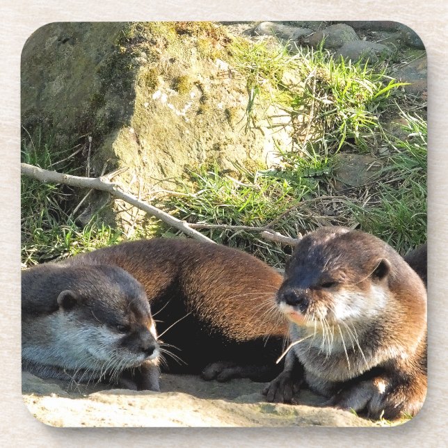 OTTERS COASTER (Front)