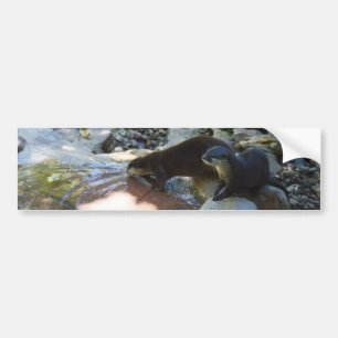 Otters Drinking, Bumper Sticker