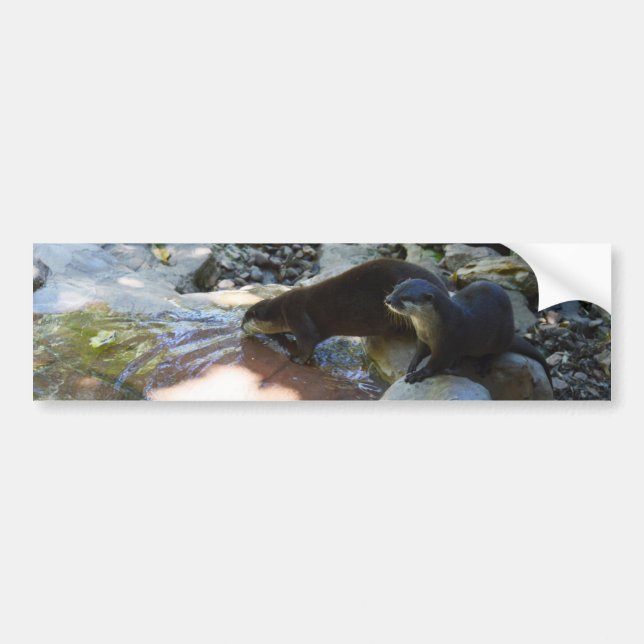 Otters Drinking, Bumper Sticker (Front)