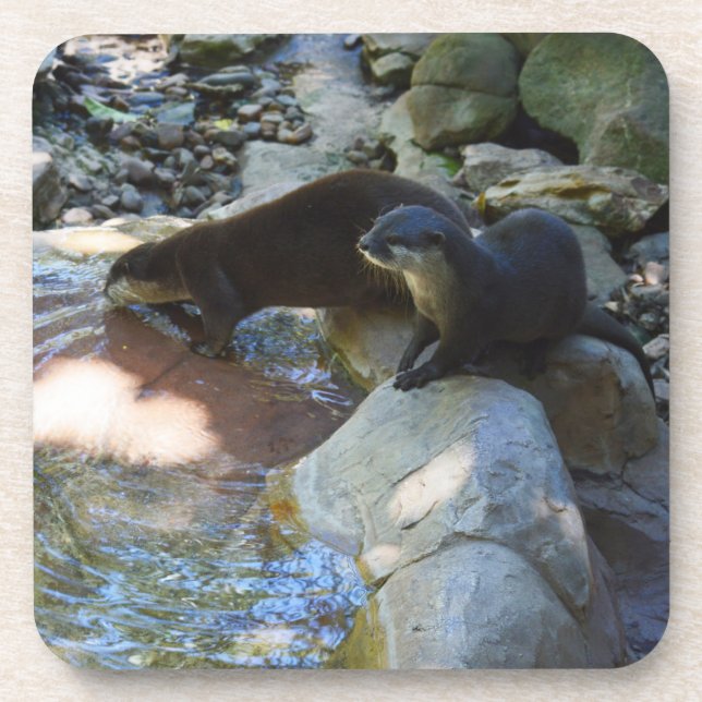 Otters Drinking, Coasters (Front)