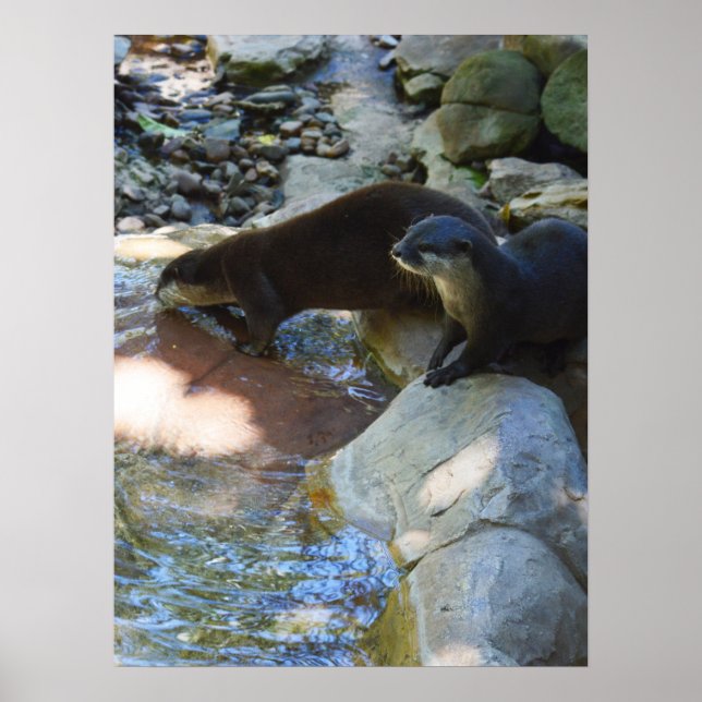 Otters Drinking, Poster (Front)