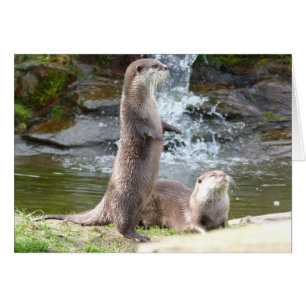 Otters enjoying the sun