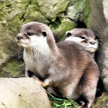 OTTERS GIFT BOX<br><div class="desc">A watercolor design of a pair of very cute little otters.</div>