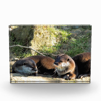 OTTERS PHOTO BLOCK