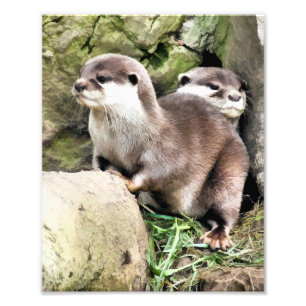 OTTERS PHOTO PRINT