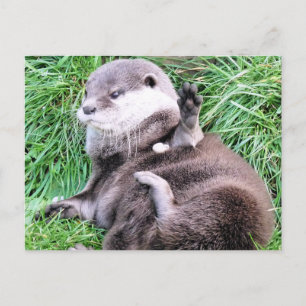 OTTERS POSTCARD