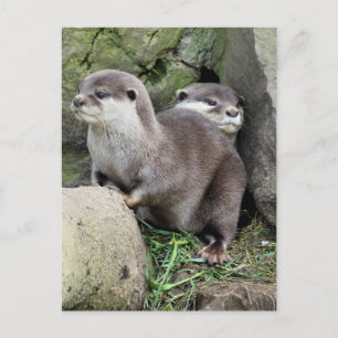 OTTERS POSTCARD