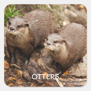 Otters sticker