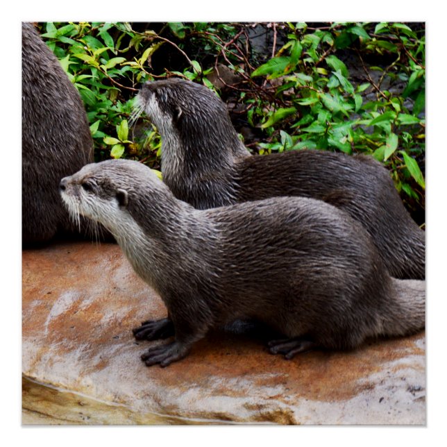 Otters That Are Ottely To Cute, Glossy Poster (Front)