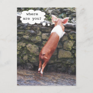 Où es-tu ? Cartes postales Funny Pig Photo