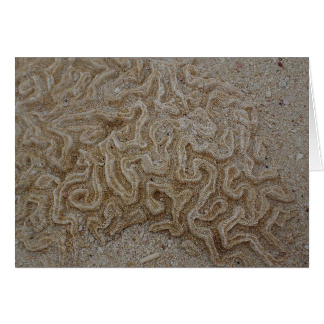 Où est votre cerveau ? (Devant horizontal)