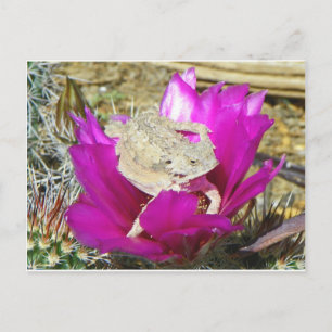 Our Cacti Backyard Blooms A Lizard Postcard