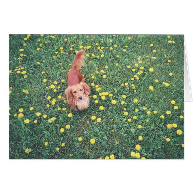 OUR DACHSHUND-DUBLIN-THE GRASS "IS" GREENER ON THE (Front Horizontal)