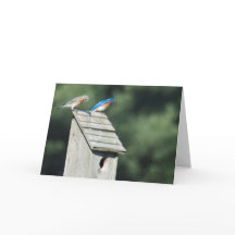 Our New Home, Card