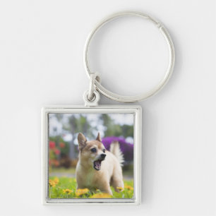 Our pet dog kekai. He's half pomeranian and half Keychain