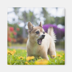 Our pet dog kekai. He's half pomeranian and half Magnet