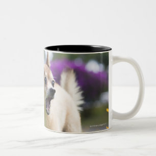 Our pet dog kekai. He's half pomeranian and half Two-Tone Coffee Mug