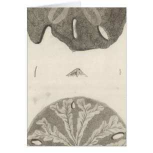 Ourchines de la Grande Mer