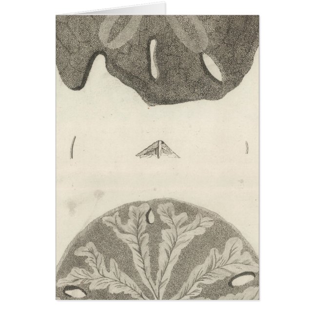 Ourchines de la Grande Mer (Devant)