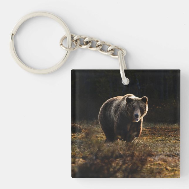 Ours (Devant)