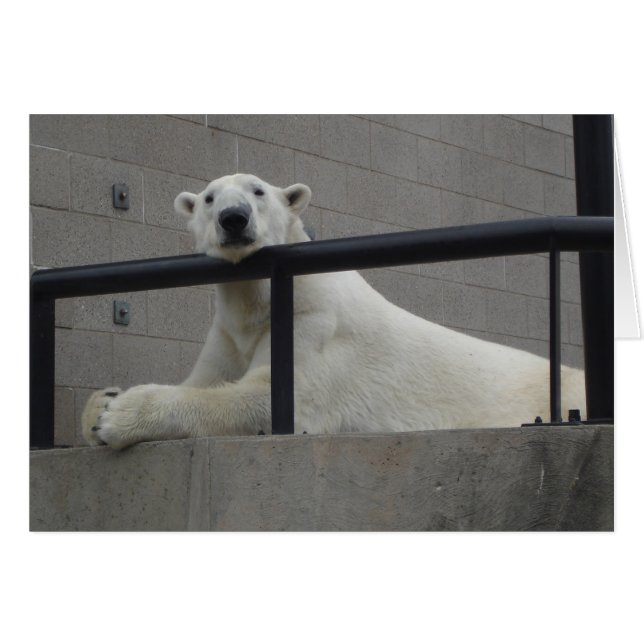 Ours blanc (Devant horizontal)