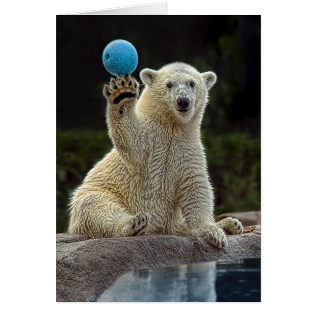 Ours blanc CUB avec la boule (Devant)