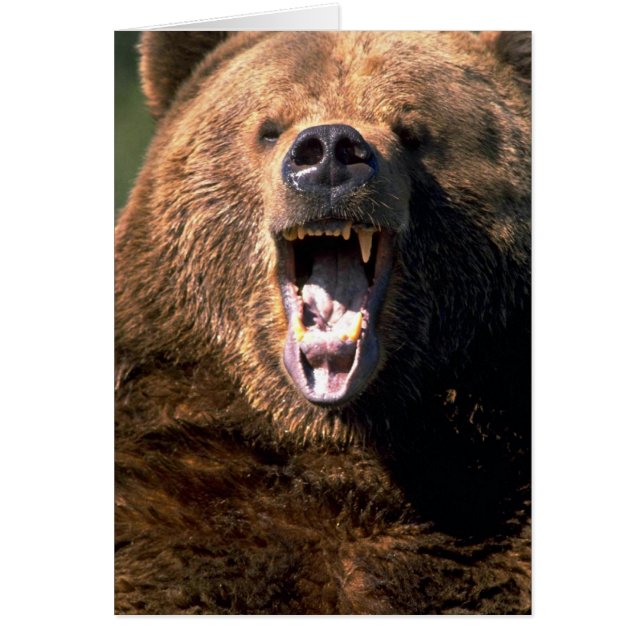 Ours Brown montrant des dents (Devant)
