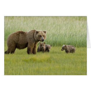 Ours brun d'Alaska et trois oursons, Ursus