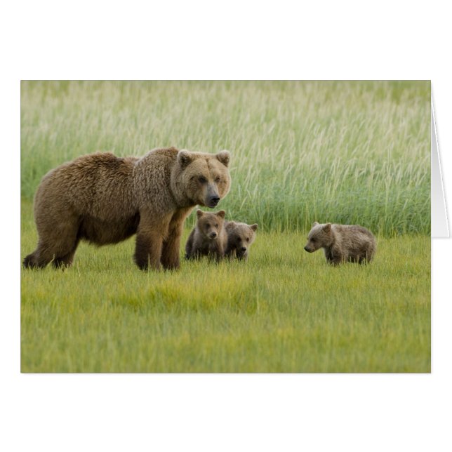 Ours brun d'Alaska et trois oursons, Ursus (Devant horizontal)