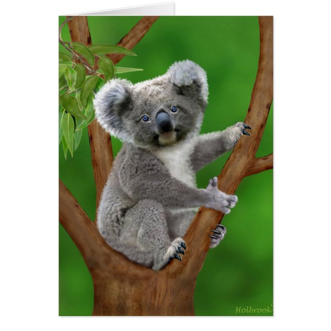Ours de koala aux yeux bleus de bébé (Devant)