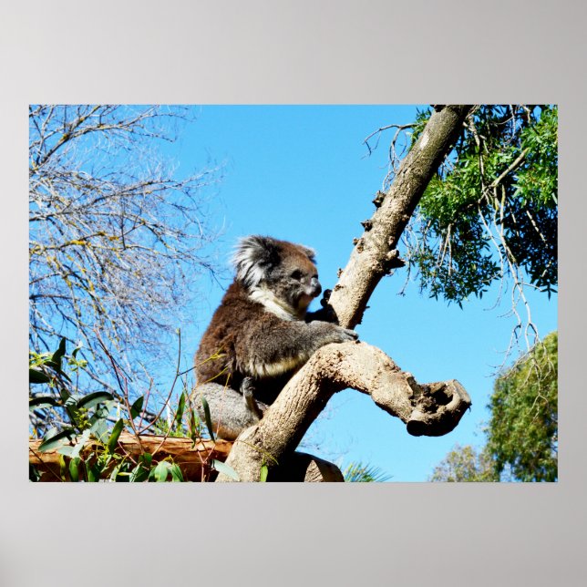 Ours De Koala Dans Ancien Pin Tree, Poster (Devant)