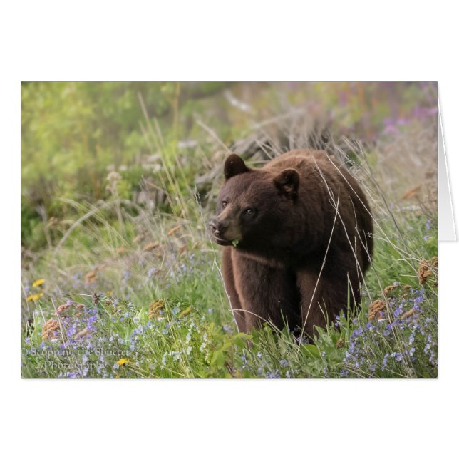 Ours de l'Alaska - carte vierge (Devant horizontal)