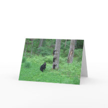 Ours et trois CUB - cartes - Reitzner