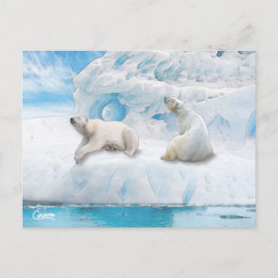 Ours Glacier - Carte postale