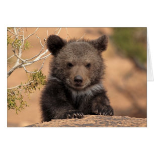 Ours gris CUB