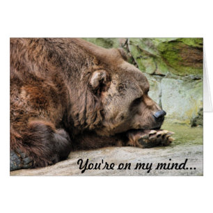 Ours gris triste