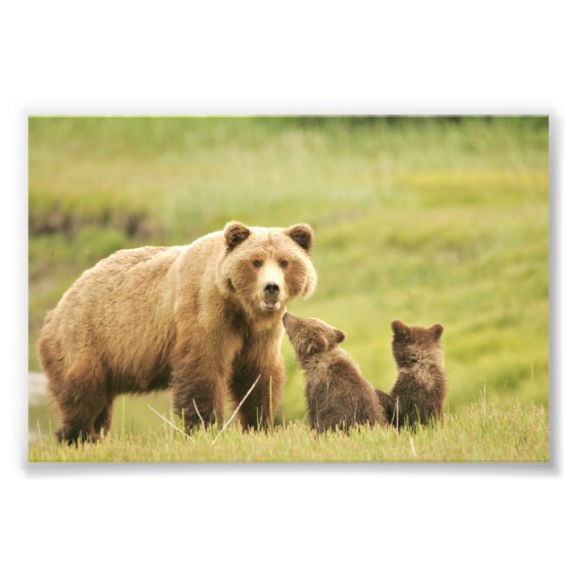 Ours grizzli 4x6 photo (Devant)