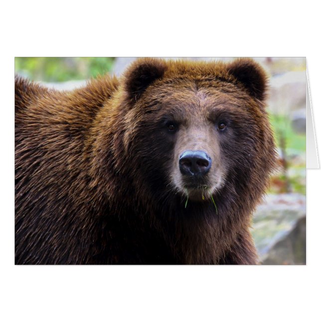 Ours grizzli Brown (Devant horizontal)