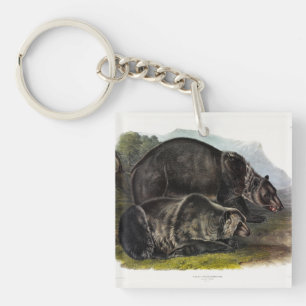 Ours grizzli (Ours Brown nord-américain) - Audubon