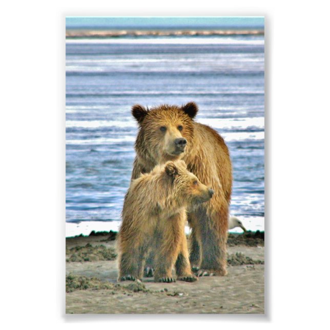 Ours grizzli photo 6x4 (Devant)