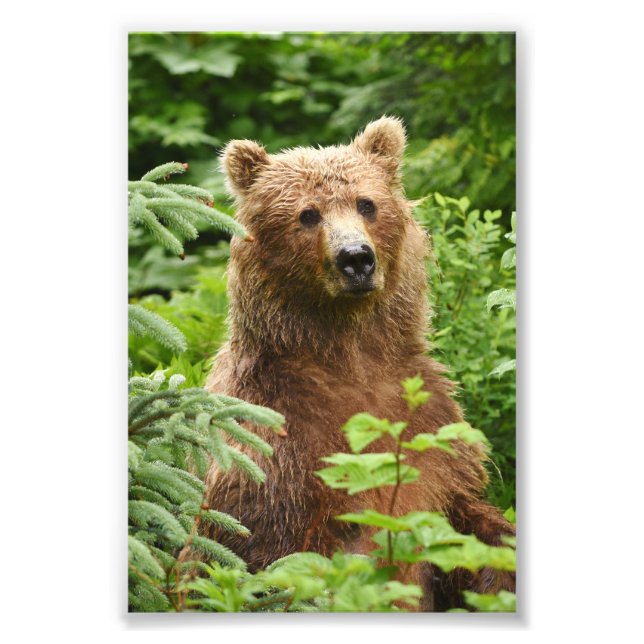 Ours grizzli photo 6x4 (Devant)